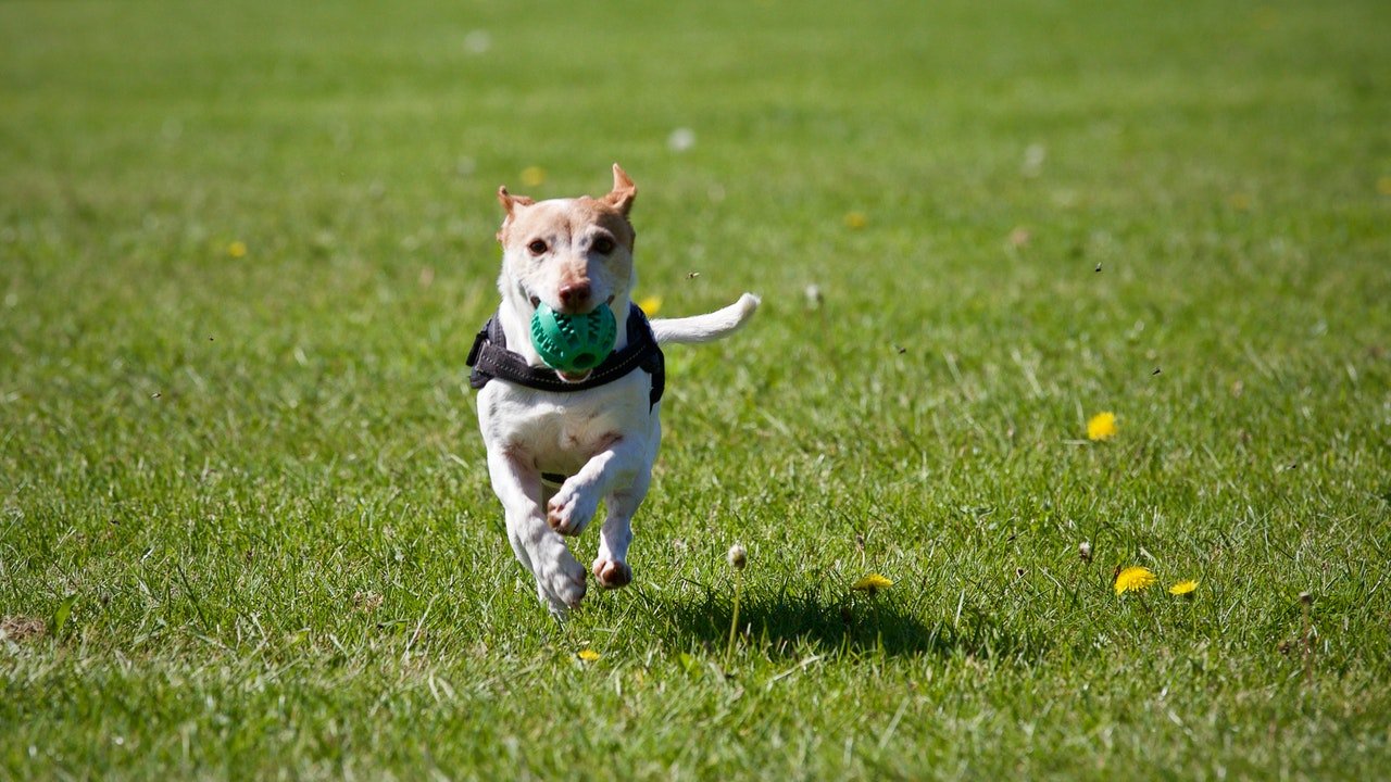 You are currently viewing How to protect your things from your pets ?