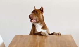 How to keep your dog happy when you are not at home ?