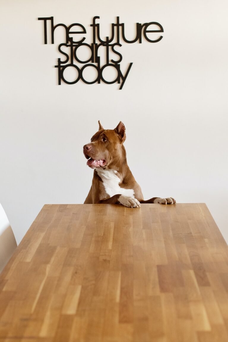 Read more about the article How to keep your dog happy when you are not at home ?