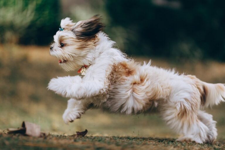 Read more about the article Shih Tzu