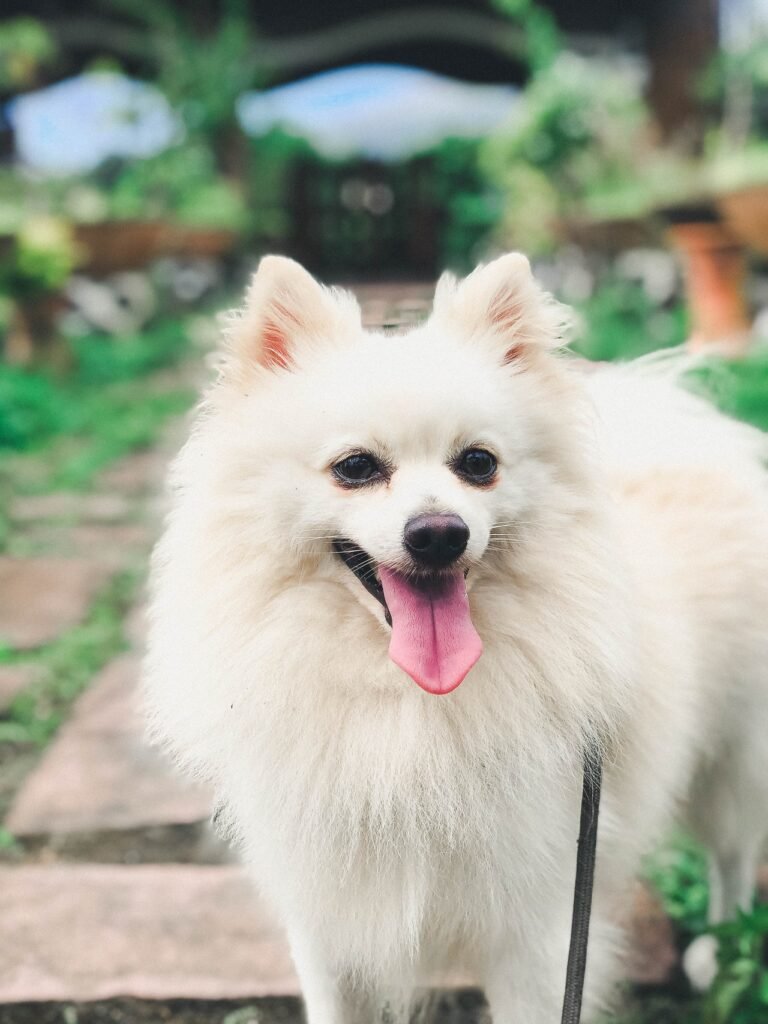 Read more about the article Pomeranian